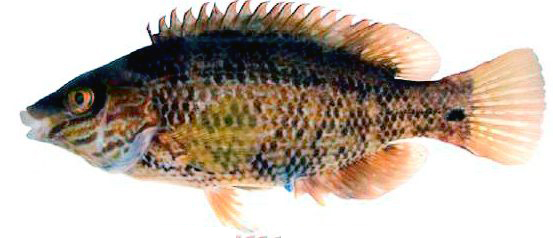 Symphodus melops_002